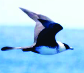 skua